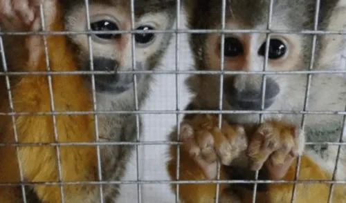 Facebook se opone a venta ilegal de animales silvestres