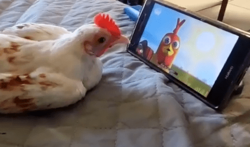 Facebook viral: Ingresa al cuarto de su hijo y lo pilla viendo caricaturas con su gallina [VIDEO]