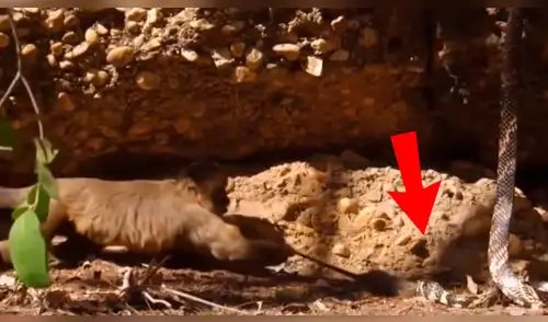 YouTube viral: valiente mono 'salva' a ratón que iba a ser comido por venenosa serpiente [VIDEO]