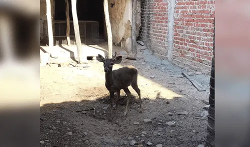 Especie se recupera satisfactoriamente en zoológico.