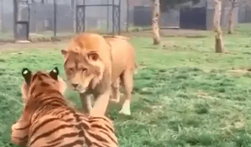 YouTube viral: así reaccionó un tigre cuando un enorme león arruinó su descanso [VIDEO]