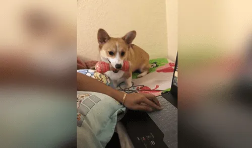 Desliza hacia la izquierda para ver las imágenes del video viral. Foto: Captura de Facebook. Facebook viral: perro ve que su dueño está en la computadora y llama su atención para jugar con él