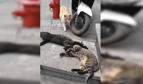 Facebook viral: gata encuentra a su pareja siéndole ‘infiel’ con otra felina a la que abrazaba Facebook viral: gata encuentra a su pareja siéndole ‘infiel’ con otra felina a la que abrazaba