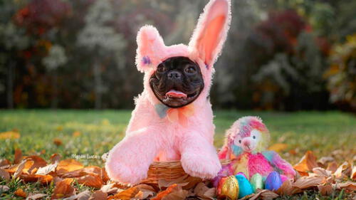 Después de cinco meses de empezar con la cuenta de Pepper, algunas marcas contactaron a Mariella Rodriguez. Foto: Instagram