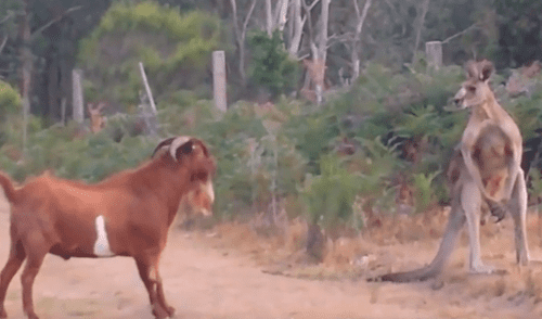 YouTube viral: cabra intenta atacar a canguro 'boxeador' y se lleva una terrible lección' [VIDEO]  
