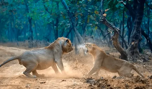 El comportamiento es muy común antes del apareamiento. Foto: Urmil Jhaveri/SWNS Feroz leona pelea contra un león previo al apareamiento en una reserva de Asia