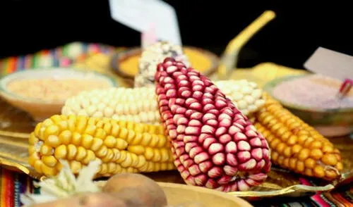 Agricultores de Cusco recuperaron productos en riesgo de desaparición