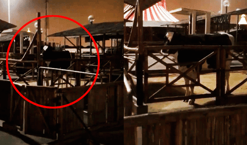 Facebook: Denuncian maltrato animal en un conocido centro comercial de Chorrillos [VIDEO]