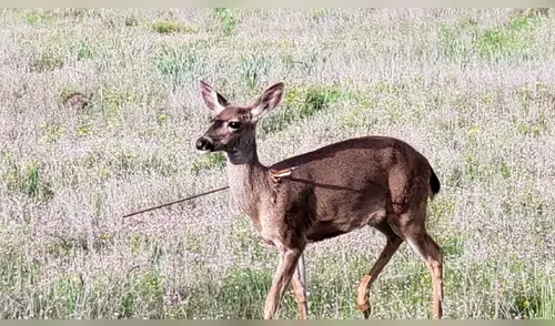 En Oregon venados atravesados con flechas alarmaron a las autoridades [FOTOS]