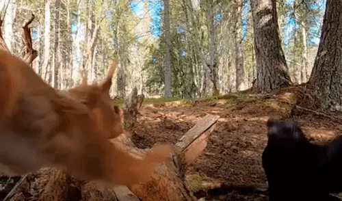 Cámara oculta capta la pelea entre un cuervo y una ardilla por una pila de maníes en el bosque