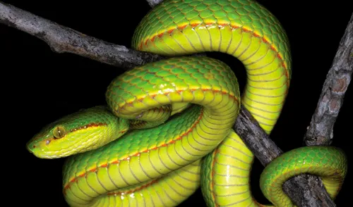 Nueva serpiente