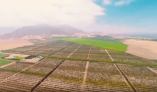 AGRÍCOLA VIRÚ. Cuenta con extensos campos de cultivo. AGRÍCOLA VIRÚ. Cuenta con extensos campos de cultivo.