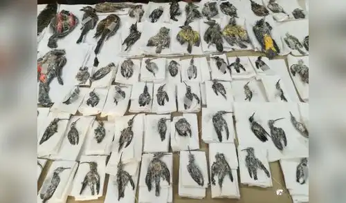 Descubren 84 aves disecadas y cubiertas en sal que iban a ser llevadas a Rusia