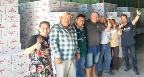 Ajo de Arequipa conquista el norte de Brasil