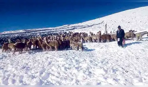 Miles de camélidos mueren por nevadas en regiones del sur	