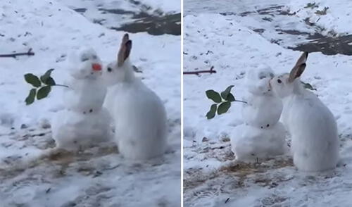 YouTube viral: capta a conejo comiendo la nariz de zanahoria de su muñeco de nieve
