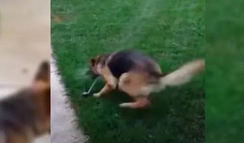 Desliza para ver las mejores imágenes del video viral de Facebook. Foto: Captura/Amanpreet Singh