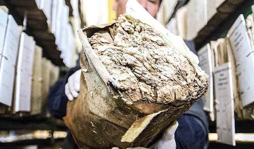 daños. Documentos históricos son afectados por hongos, microorganismos y humedad.