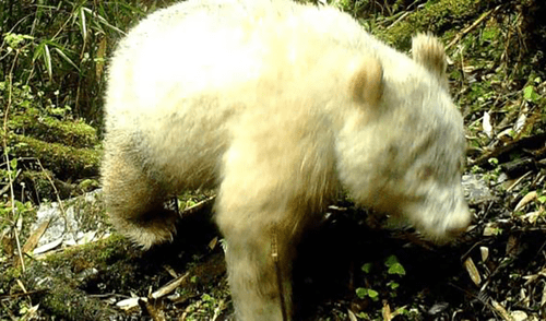 ¡Por primera vez en la historia! Avistan oso panda albino en reserva de China ¡Por primera vez en la historia! Avistan oso panda albino en reserva de China