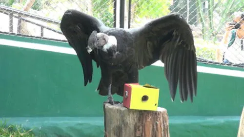 El Parque de las Leyendas celebra el "Día Nacional del Cóndor Andino". El Parque de las Leyendas celebra el "Día Nacional del Cóndor Andino".