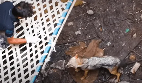 YouTube viral: pequeño zorro cae a profundo pozo y hombres arriesgan su vida para salvarlo