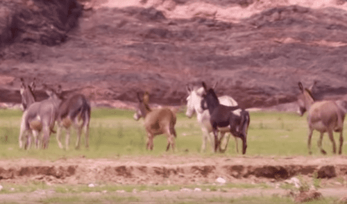 Los inocentes burros no tienen el instinto de huir de los feroces depredadores, por lo que sucumbieron ante ellos. Foto: captura. burros leones