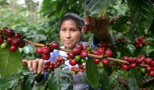 Ministerio de Agricultura y Riego realiza 389 proyectos de innovación agropecuaria