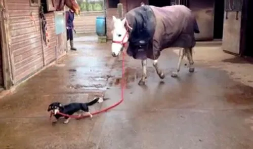 Facebook: perro salchicha saca a ‘pasear’ a un caballo y enternece las redes