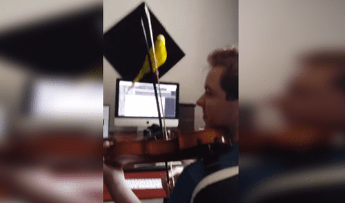 Loro escucha a su dueño tocar el violín y lo acompaña con peculiares movimientos [VIDEO]