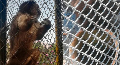 Animales de parque ecológico por fin serán movilizados a zoológico.