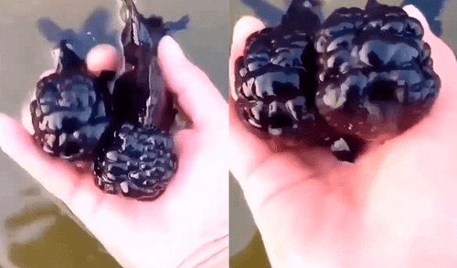 Facebook: descubren a pez morado con espeluznante apariencia en un río de Japón [VIDEO]