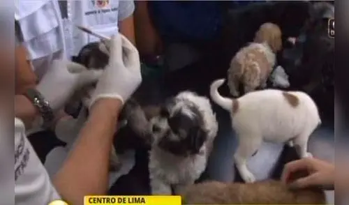 Detienen a cuatro sujetos por vender animales de forma ilegal en el Centro de Lima [VIDEO]