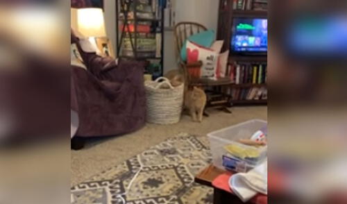 Gato espera a que su ‘amigo’ se acerque a él para ‘asustarlo’ y escena divierte a usuarios [VIDEO]