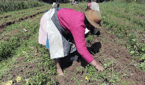 Minagri creará Autoridad Nacional de Semillas Minagri creará Autoridad Nacional de Semillas