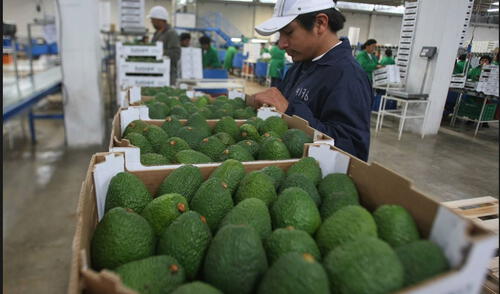 Perú se ubica como el segundo exportador de paltas del mundo Perú se ubica como el segundo exportador de paltas del mundo