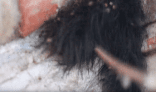 YouTube viral: Encuentra extraña bola de pelos, pero queda perplejo al ver cientos de peligrosas criaturas [VIDEO] 