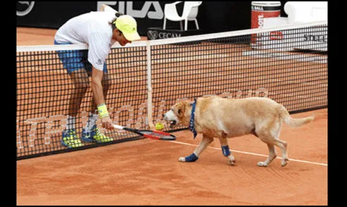 Brasil: perros abandonados son los nuevos recogebolas de Tenis | VIDEO | FOTOS