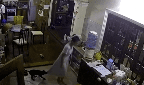 YouTube viral: Perro quiere seguir jugando con su dueña y hace de todo para impedir que se vaya a dormir [VIDEO]