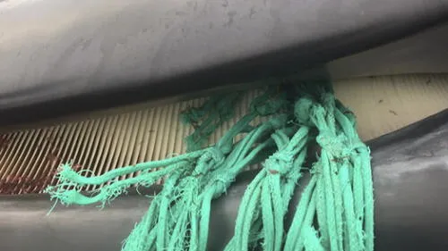 Ballena embarazada muere luego de quedar atrapada en red de pesca [FOTOS]