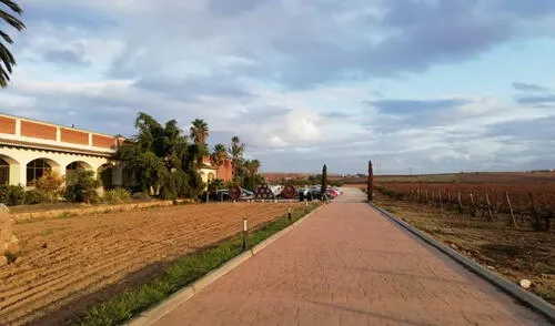 Empresas impulsan el desarrollo del primer clúster vitivinícola en el Perú