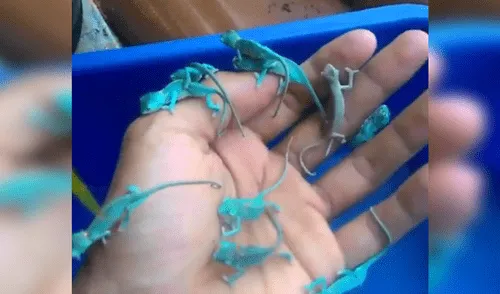 Video es viral en YouTube. Un joven encontró un nido de camaleones y cuando intentó coger a estas pequeñas criaturas se llevó una tremenda sorpresa que nadie hubiera imaginado. Foto: Captura. youtube