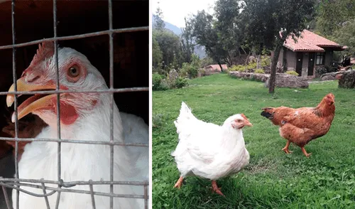 Gallinas rescatadas de un matadero en Cusco ahora pasan sus días en una mansión [FOTOS]