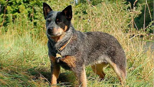 Dejaron a su perro en un refugio para animales y lo sacrificaron por error [FOTOS]