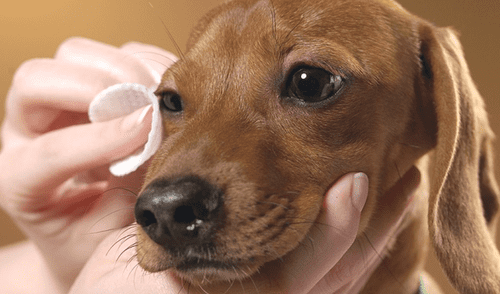 ¿Cómo saber si mi perro sufre de Cataratas?