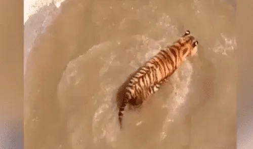 Facebook viral: Patos se burlan cruelmente de un feroz tigre, que entró a su hogar para devorarlos [VIDEO] 