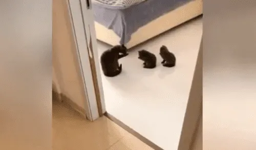 YouTube viral: Gata le enseña a sus crías cómo lavarse la cara y sorprende a miles [VIDEO]