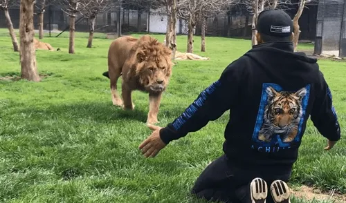 Facebook viral: conmovedor momento en que león se reencuentra con su cuidador y depredador se vuelve mansito