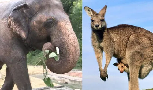 ¿Qué es un animal vivíparo y cuáles son sus principales características?