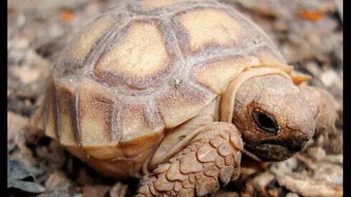 Incautan tortugas africanas en Aeropuerto de La Paz, México