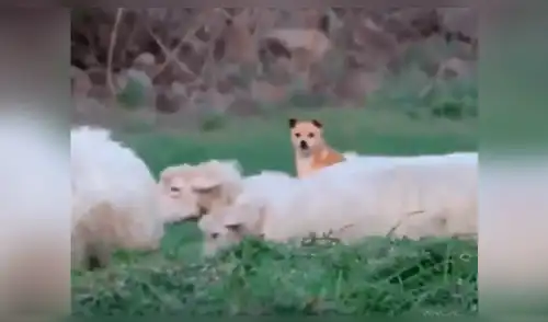 Facebook viral: Perro ovejero asombra por peculiar forma de cuidar el rebaño Facebook viral: Perro ovejero asombra por peculiar forma de cuidar el rebaño